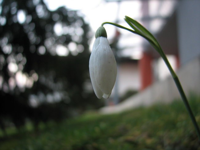 Zvončki - foto povečava