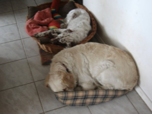 Imamo velko posteljo za malega psa in malo posteljo za velikega