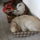 Imamo velko posteljo za malega psa in malo posteljo za velikega
