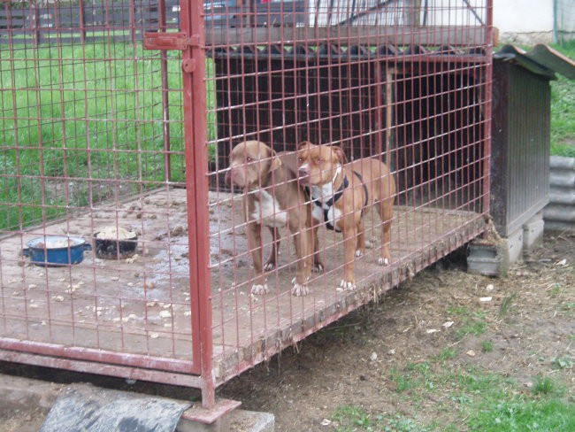 LINA IN SHARKOV ATA - foto povečava