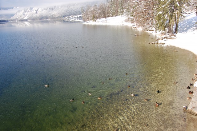 Račke v Bohinjskem jezeru.