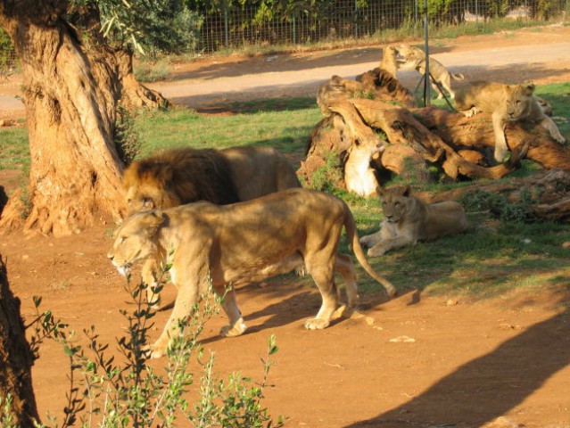 Zoo safari