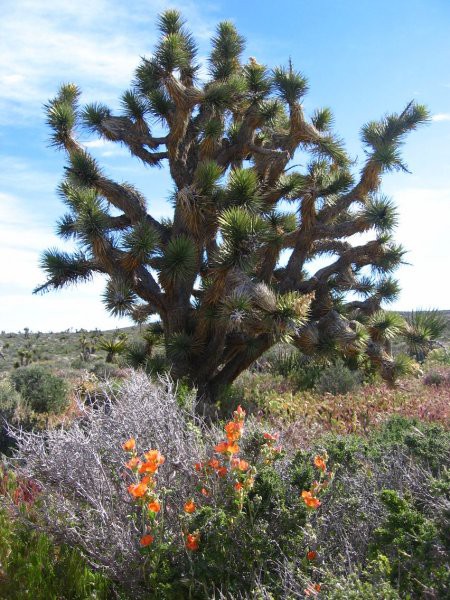 Joshua Tree in cvetoče puščavske rožice