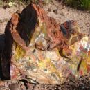 Petrified forest