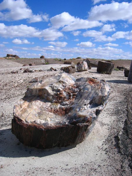 Okameneli gozd (Petrified forest)