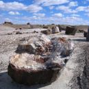 okameneli gozd (Petrified forest)