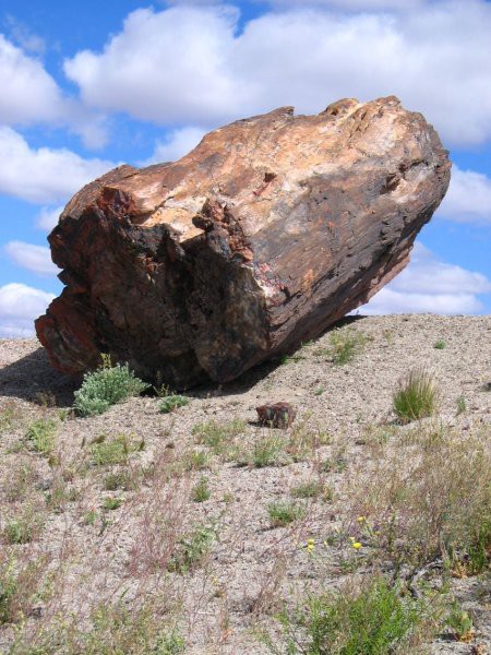 Okameneli gozd (Petrified forest)