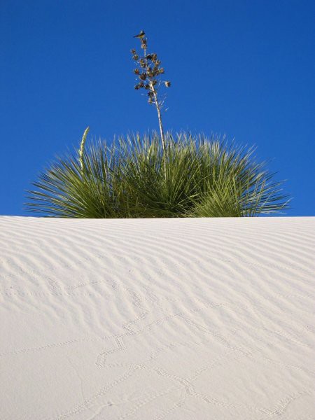 White Sands