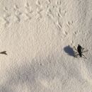 osamljen hrošček predi peščenih sipin