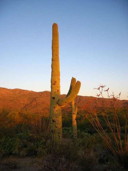 Kaktus Saguaro v sončnem zahodu