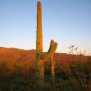 kaktus Saguaro v sončnem zahodu