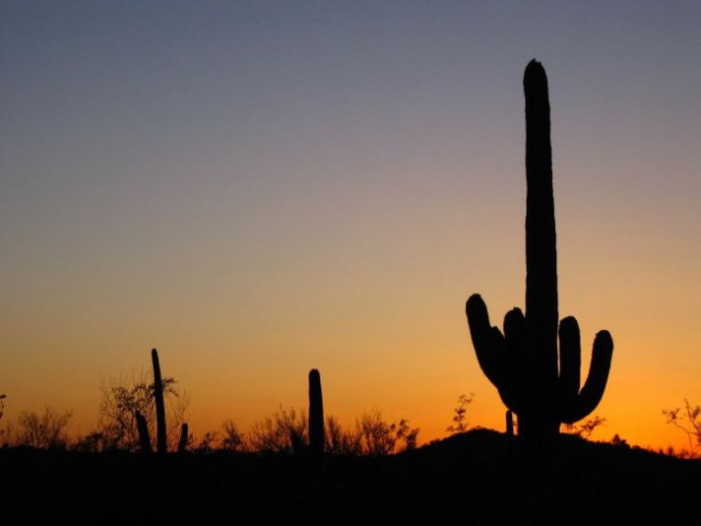 Kaktusi Saguaro v sončnem zahodu