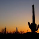 kaktusi Saguaro v sončnem zahodu