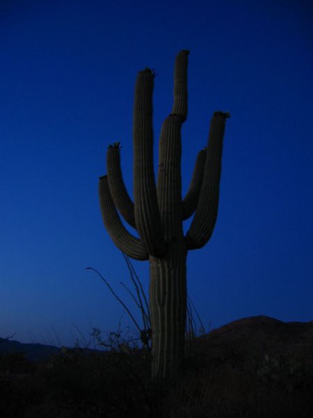 Nočni posnetek saguara