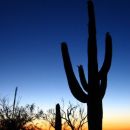 Saguaro kaktusi v istoimenskem narodnem parku v Arizoni