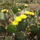 kaktusi v polnem cvetju