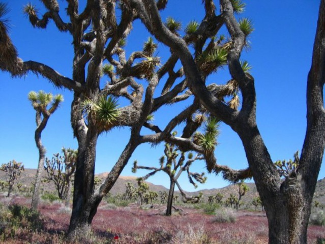 Narodni park Joshua Tree 