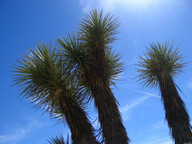 Narodni park Joshua Tree 