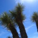 narodni park Joshua Tree 