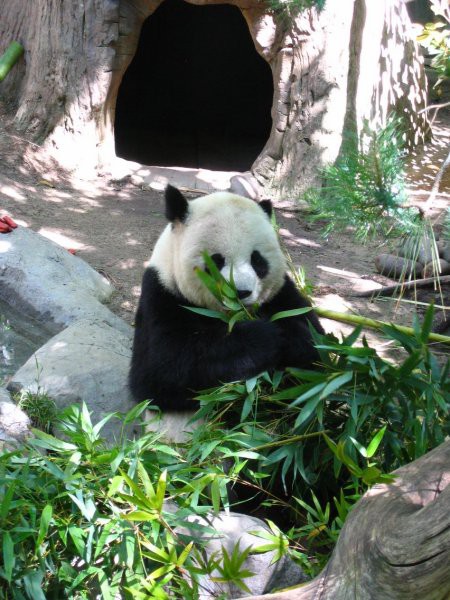 San Diego Zoo, panda
