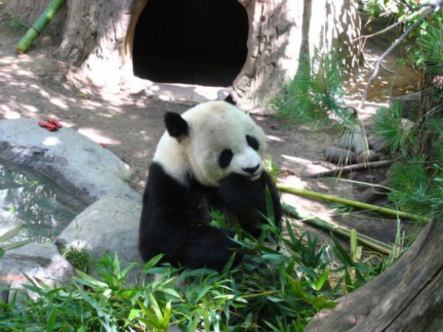 San Diego Zoo, panda