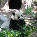 San Diego Zoo, panda