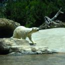 San Diego Zoo, najbolj aktiven poalrn imedved pri 30°C
