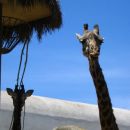 San Diego Zoo, radovedne žirafe