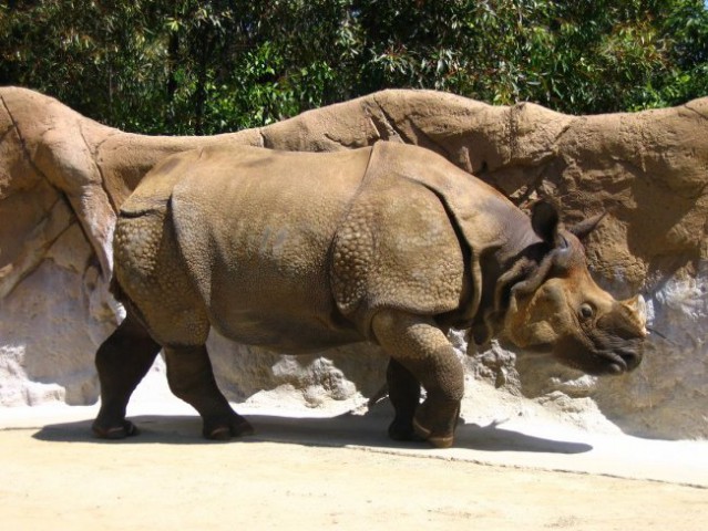 San Diego Zoo, nosorog