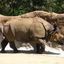 San Diego Zoo, nosorog