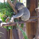 San Diego Zoo, zaspana Koala