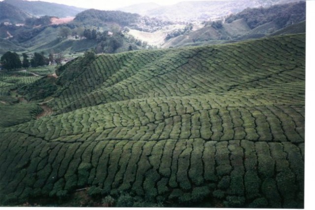 čajne plantaže