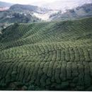 čajne plantaže