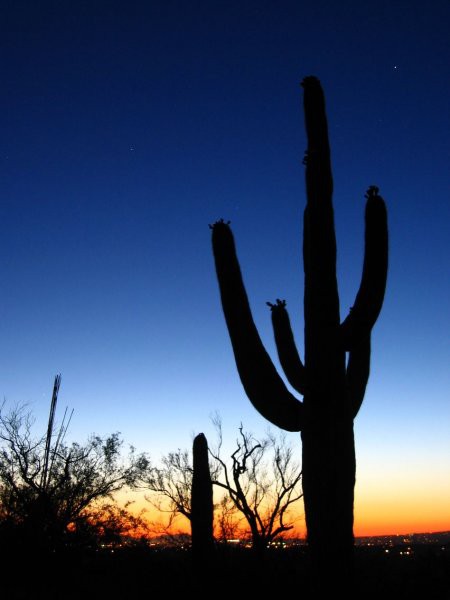 Saguaro kaktusi v istoimenskem narodnem parku v Arizoni