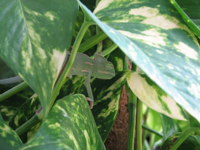 Akvarij - foto povečava