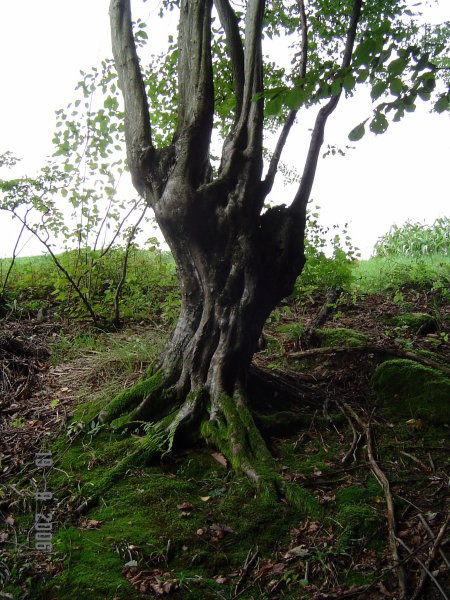 Nature-Magic - foto povečava