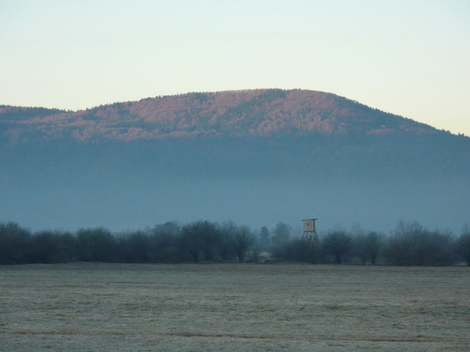 Nutrija - foto povečava