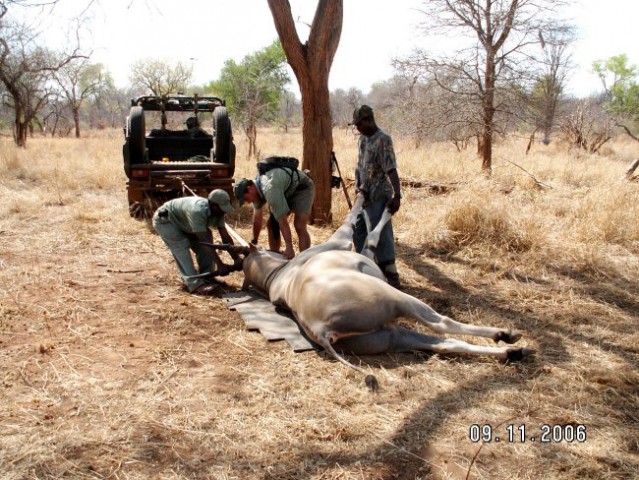 Eland loading - foto