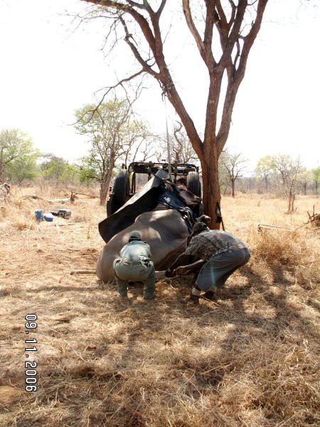 Eland loading - foto