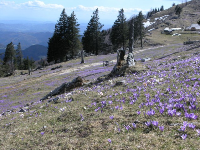 Gojška planina 20. 4. 2008 - foto