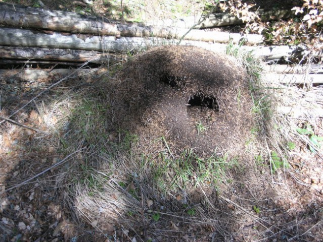 Mravljišče s sledovi ropa