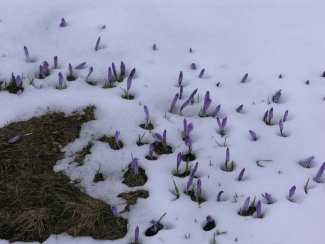Cvetoče snežne poljane
