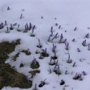 cvetoče snežne poljane