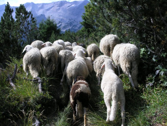 Od vrat do vršiča 14. do 15. avgust 2006 - foto