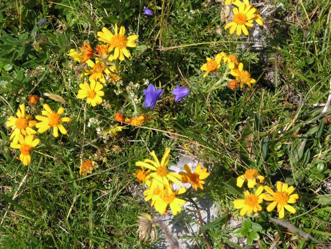 Dleskovška planota 19. 7. 2007 - foto povečava