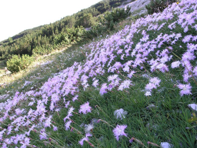 Dleskovška planota 19. 7. 2007 - foto povečava