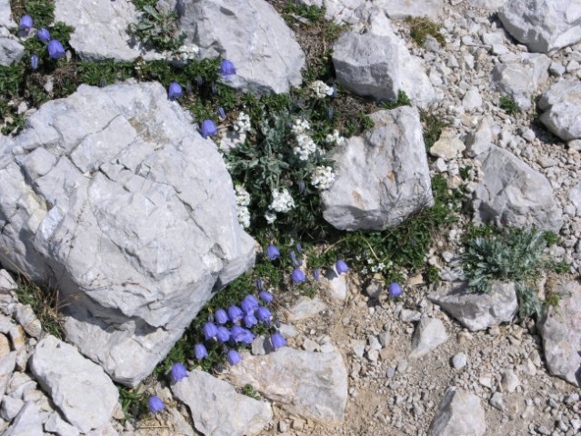 Dleskovška planota in Ojstrica 27. - 28. juli - foto