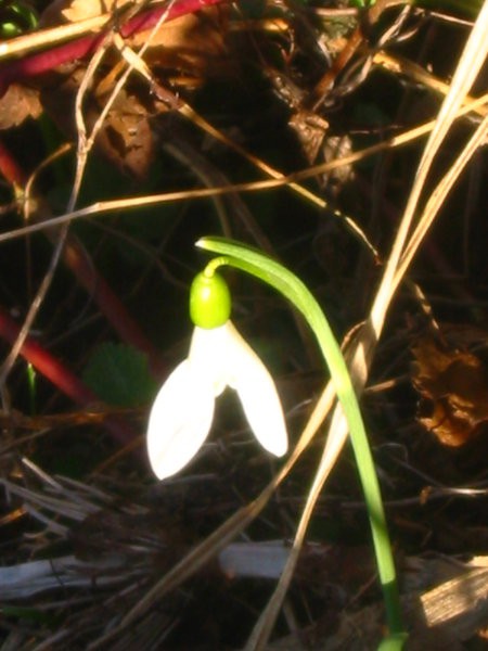 Sprehod - foto povečava