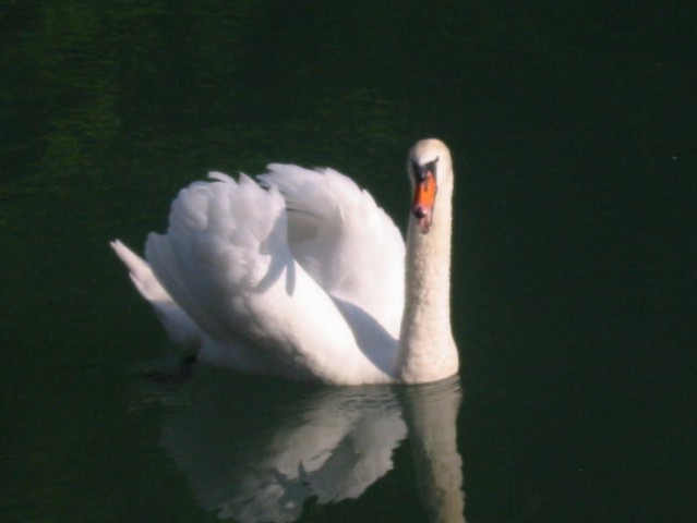 Otočec - foto