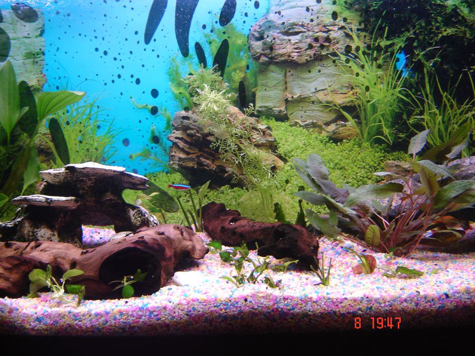 Moj akvarij - sladkovodni - foto povečava